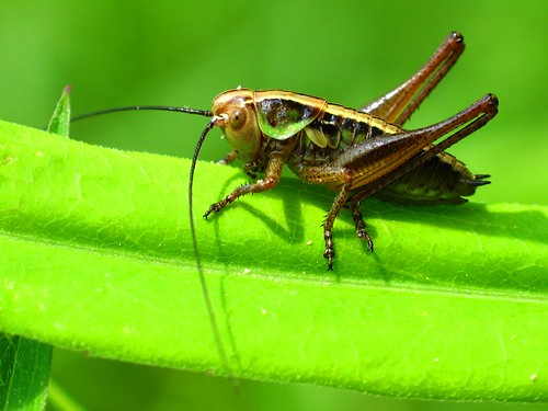 Grasshopper (order Orthoptera)