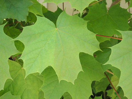 near by leaf
