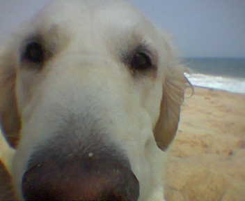 Frisket at the beach