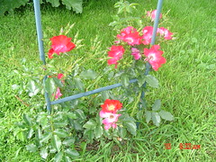 bloomimg roses June 4,2005 002