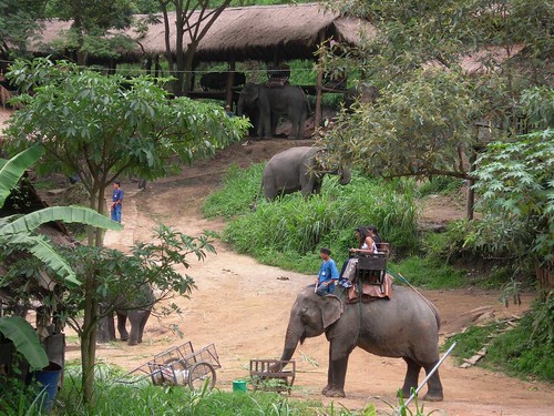 Mae Sa Elephant Nursery