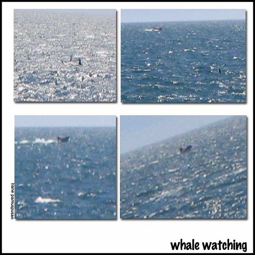 whalewatching
