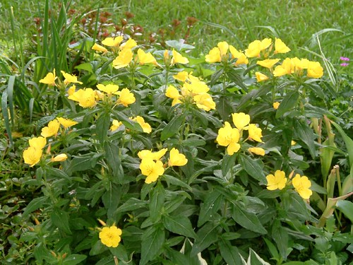 yellow flowers 05