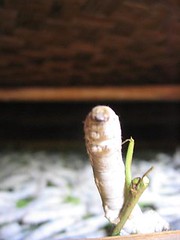 1silkworm