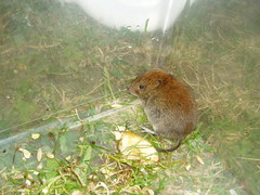 I am a vole and I live in a hole!