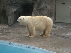 Zoo - 01 - Polar