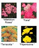 coloured varieties of Achillea (yarrow)