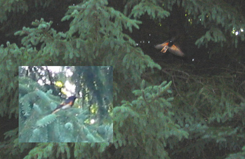 Redstart in flight and perched