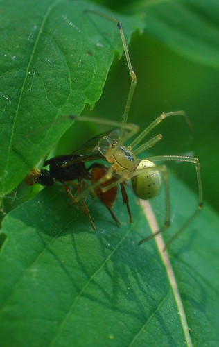 Cobweb spider with prey