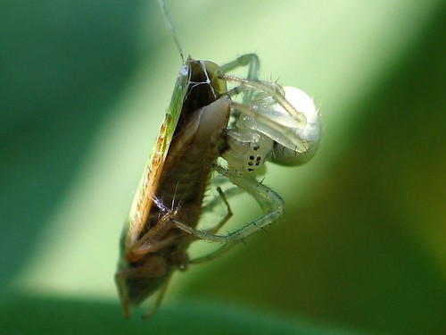 Cobweb spider with prey