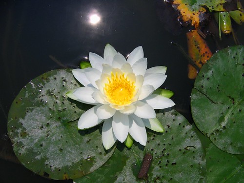 Water lily in marsh