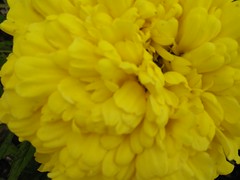 Flower5