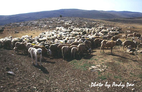 Sheep01